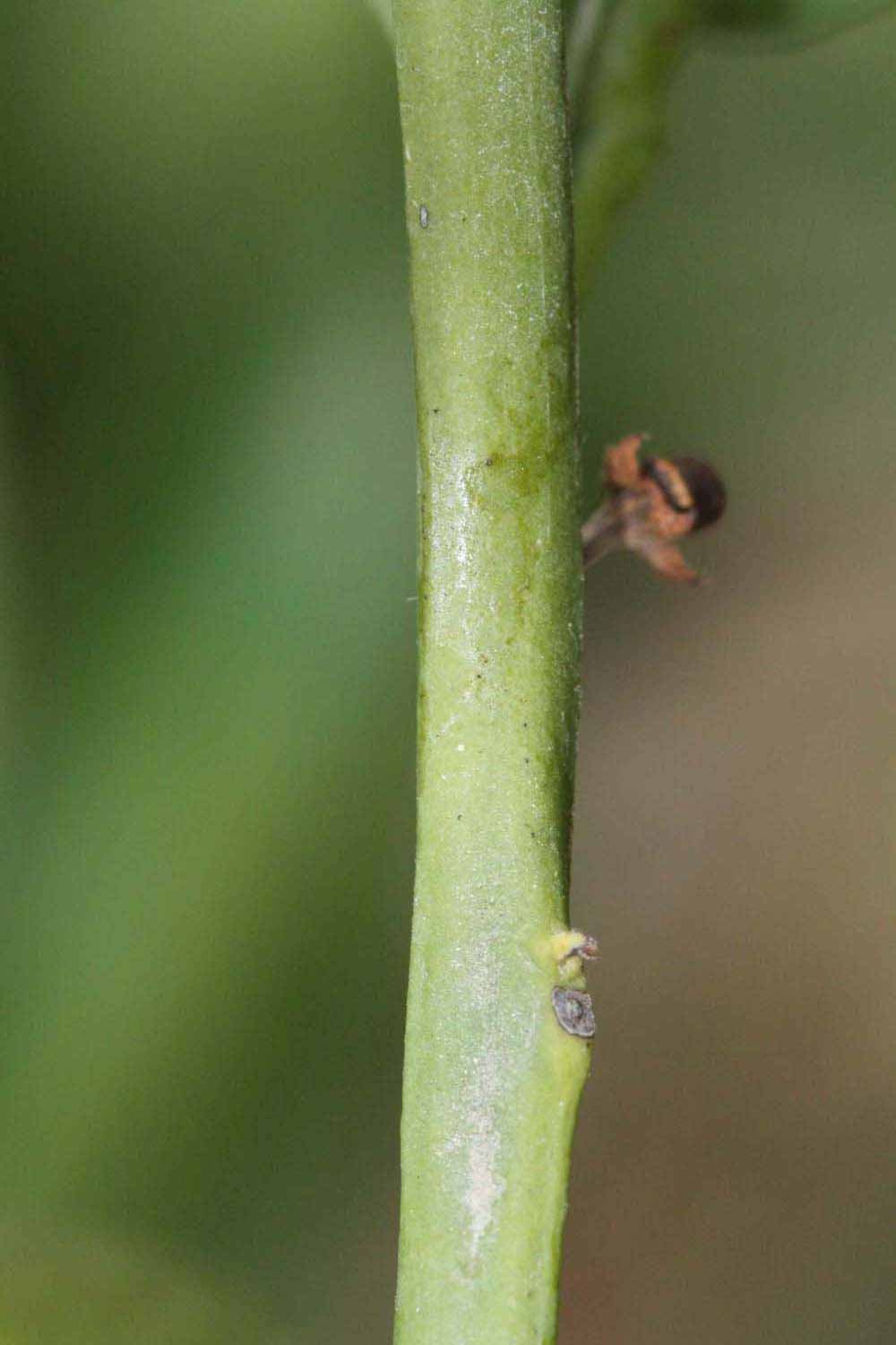            First year twig (Riverside, CA)   